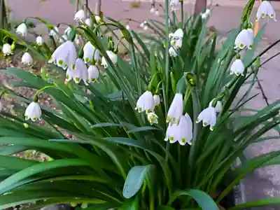 春日神社の自然