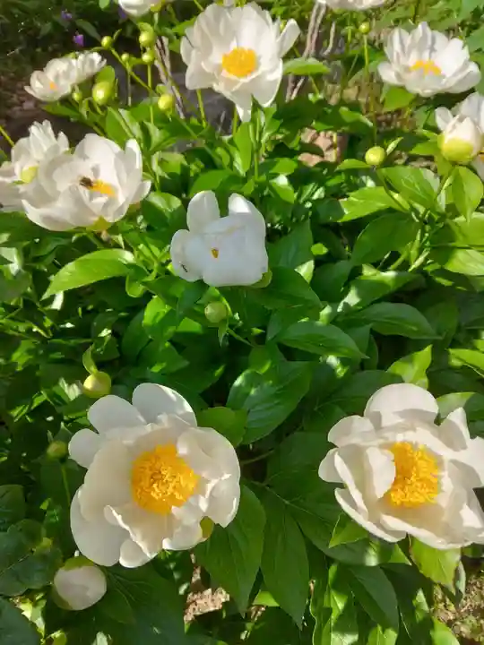 當麻寺中之坊の自然
