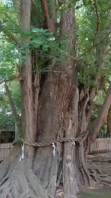 峯ヶ岡八幡神社(埼玉県)