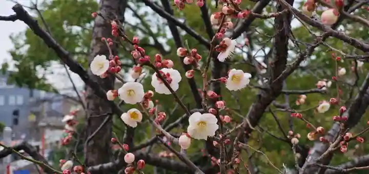 高幡不動尊 金剛寺の自然