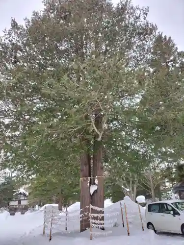 琴似神社の自然