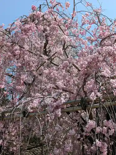 賀茂別雷神社（上賀茂神社）(京都府)
