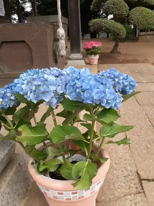 伏木香取神社の自然