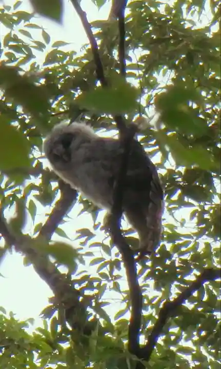 野木神社の動物