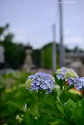 川越氷川神社(埼玉県)
