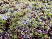 西方山極楽寺の自然