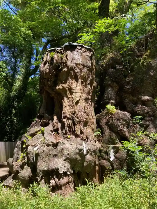 來宮神社(静岡県)