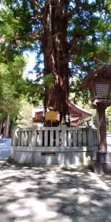 諏訪大社下社秋宮の自然