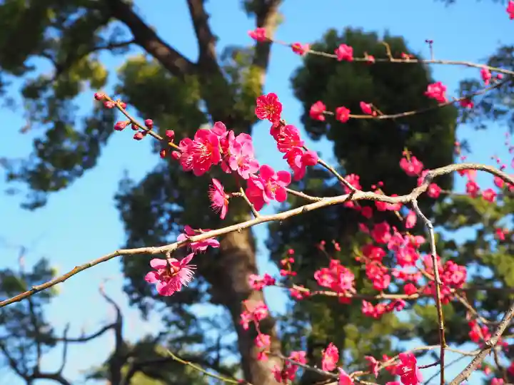 北野天満宮の自然