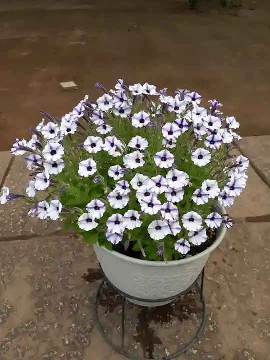 伏木香取神社の自然