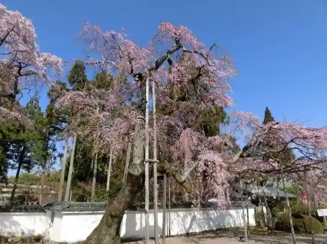 醍醐寺(京都府)