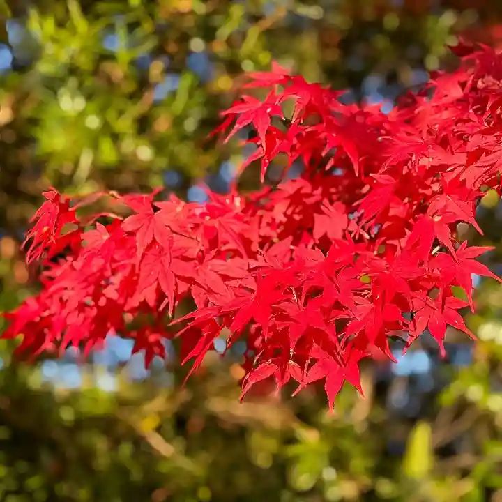 伊勢の国 四天王寺(三重県)