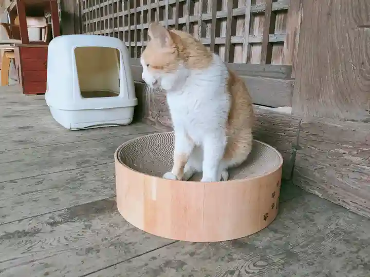 智恩寺(京都府)