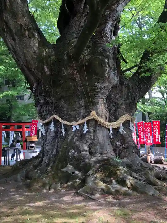 秩父今宮神社の自然