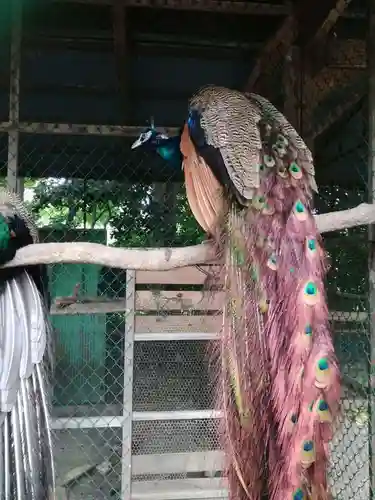 岩槻久伊豆神社の動物