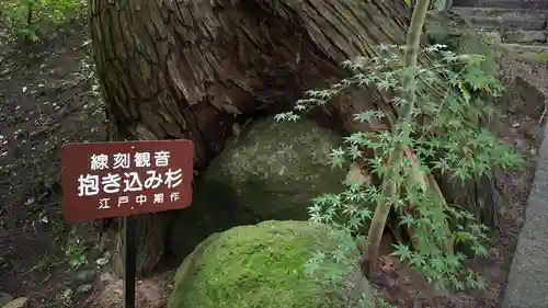 岩角山 岩角寺の自然