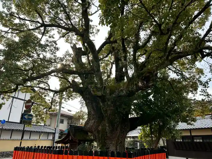 藤木社(賀茂別雷神社末社)(京都府)