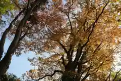 阿久津「田村神社」（郡山市阿久津町）旧社名：伊豆箱根三嶋三社の自然