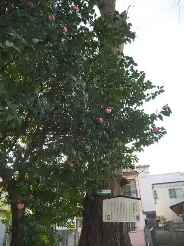 戸越八幡神社の自然