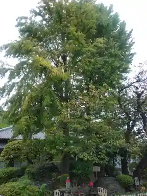 養源寺(東京都)