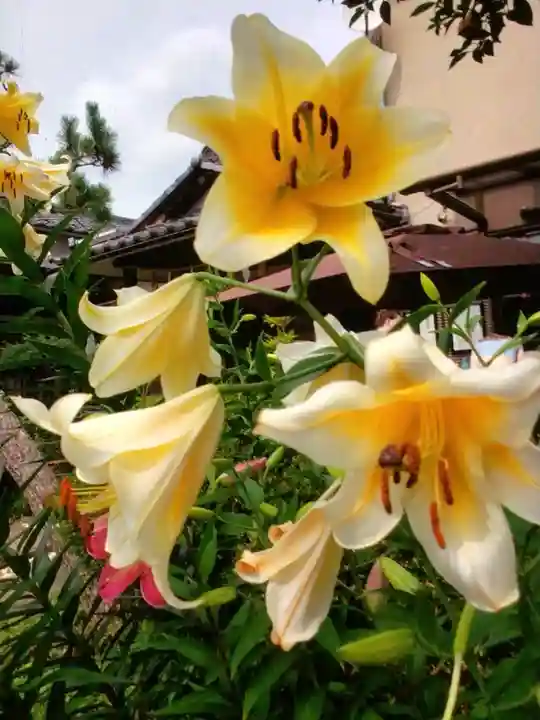 本郷氷川神社(東京都)