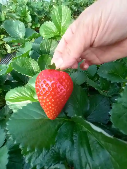 日光東照宮(栃木県)