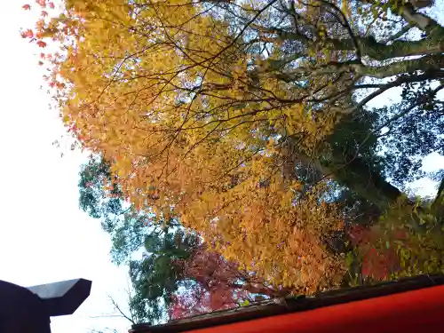 太皷谷稲成神社(島根県)