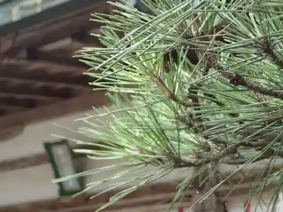 都祁水分神社の自然