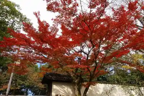 菩提院の自然