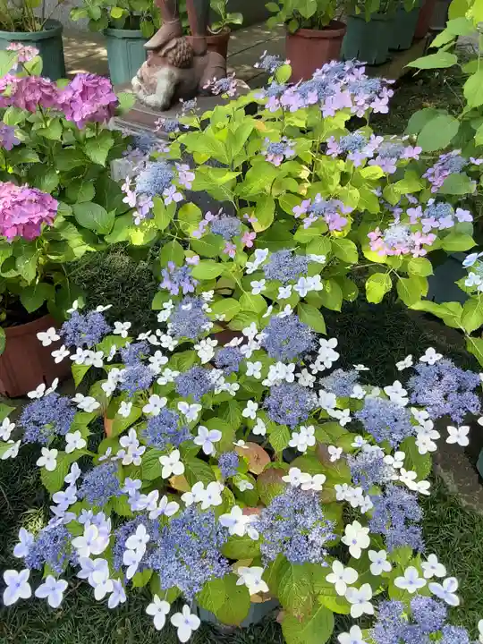 長谷寺(神奈川県)