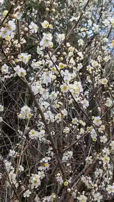 子安大明神の自然