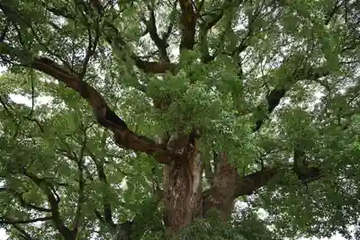 八大龍王神社(徳島県)