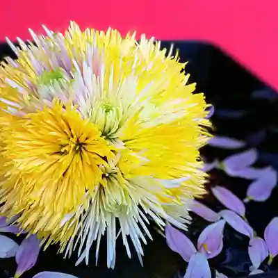阿邪訶根神社の手水舎