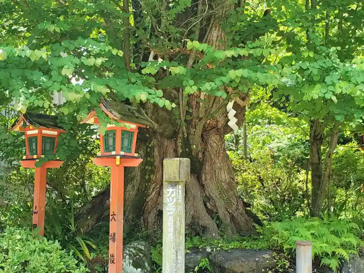 長等神社の自然