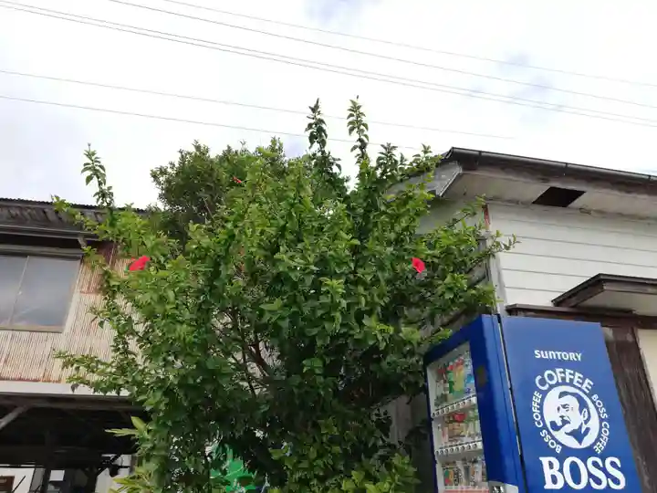 蛭子神社(出羽島)の自然