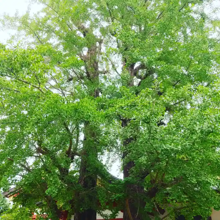 香取神社の自然