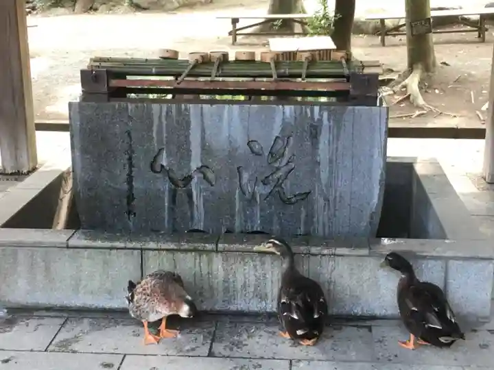 平塚八幡宮の動物