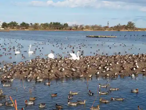 水原八幡宮の自然
