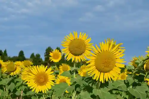 沢山神社（澤山神社)(新潟県)