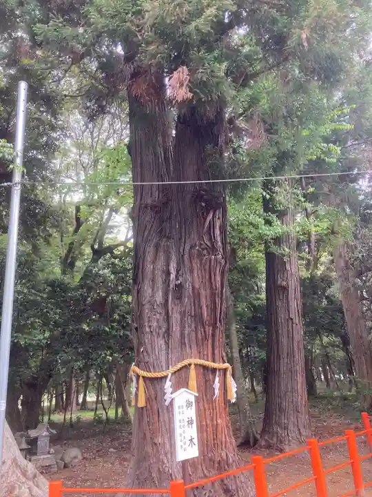 息栖神社の自然