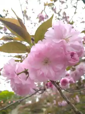 和霊神社の自然