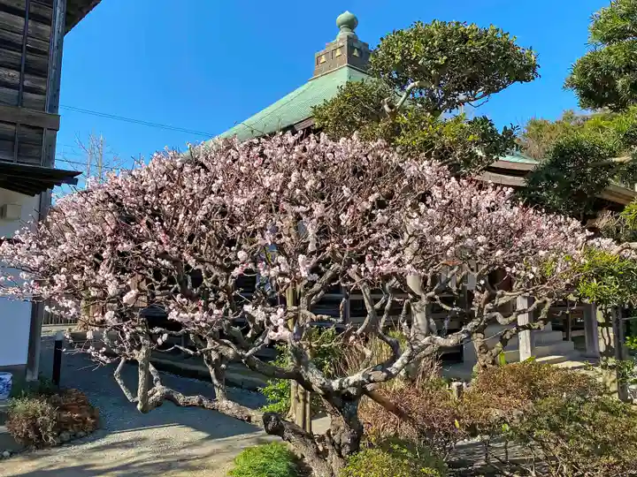 極楽寺(霊鷲山感應院極楽律寺)の景色