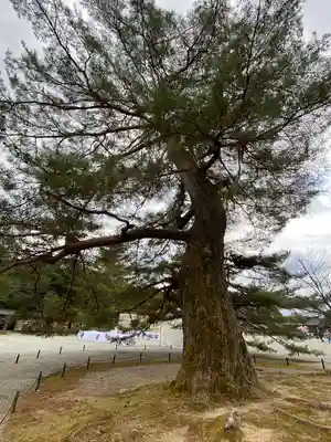 橿原神宮(奈良県)