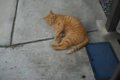 当代島稲荷神社の動物