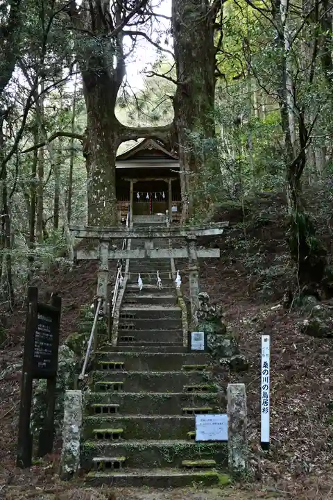 地主神社(桑の川の鳥居杉)(高知県)