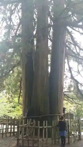 戸隠神社中社の自然
