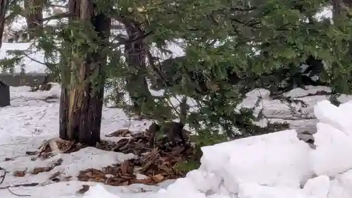 永山神社の動物