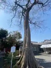 神館飯野高市本多神社の自然