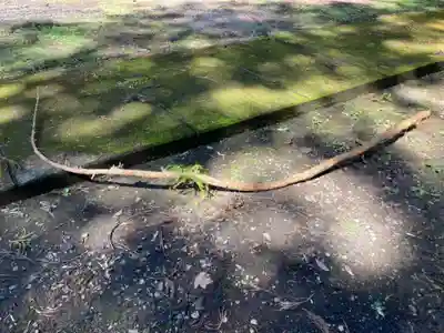 大宮温泉神社(栃木県)