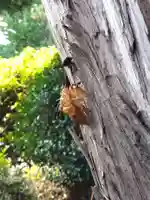 福井神社(福井県)